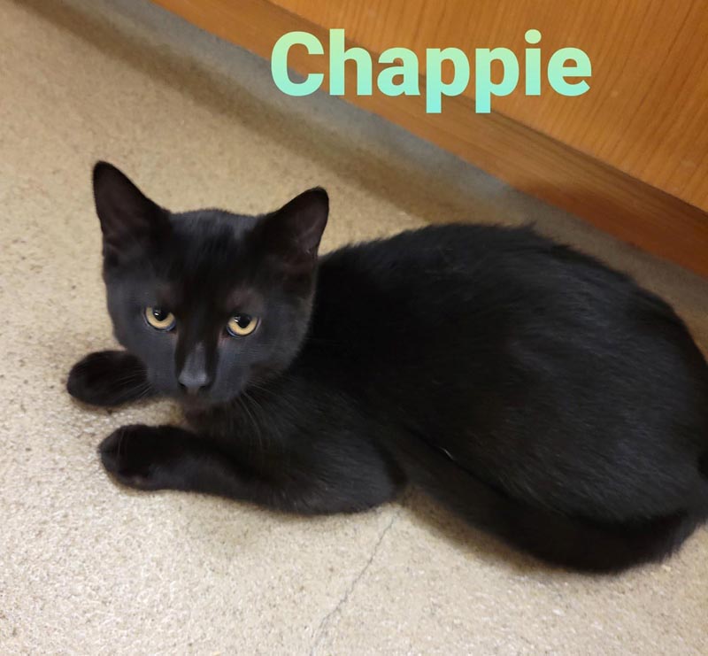 Chappie