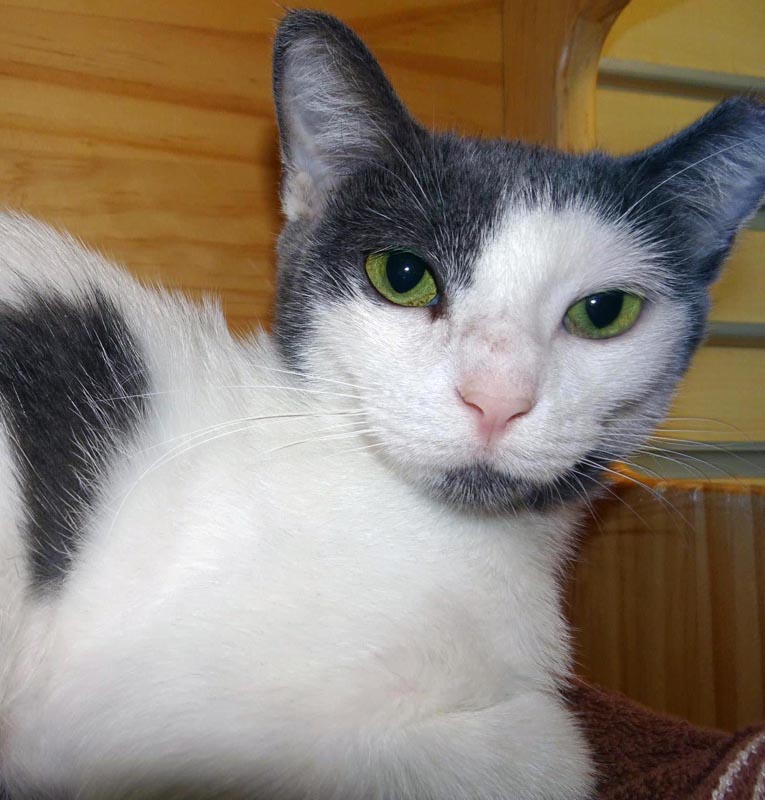 Acacia (Working Cat)