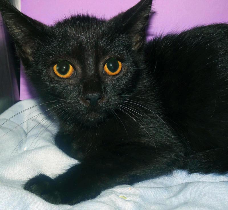 Black Panther