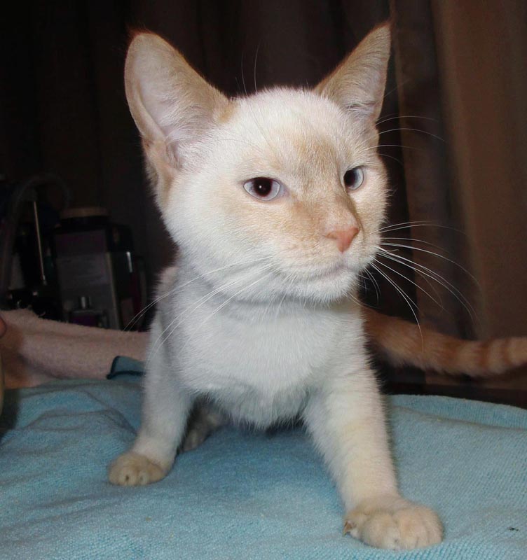 Keiko